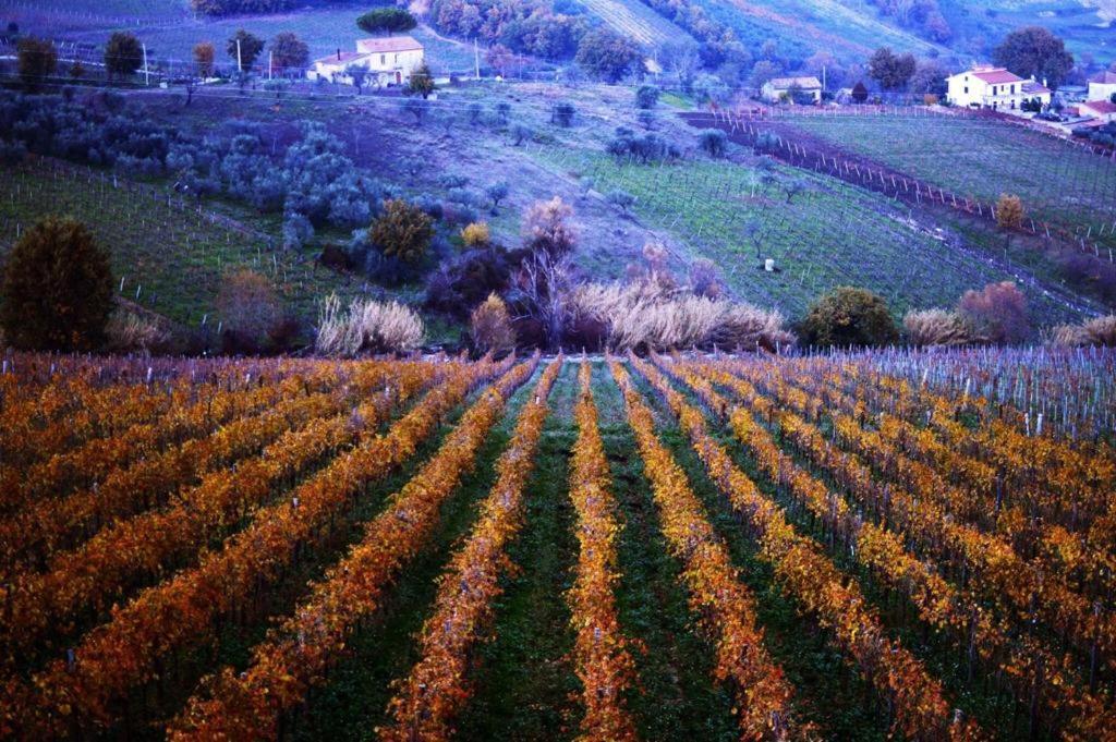 Agriturismo Cantina Morone Guardia Sanframondi Esterno foto